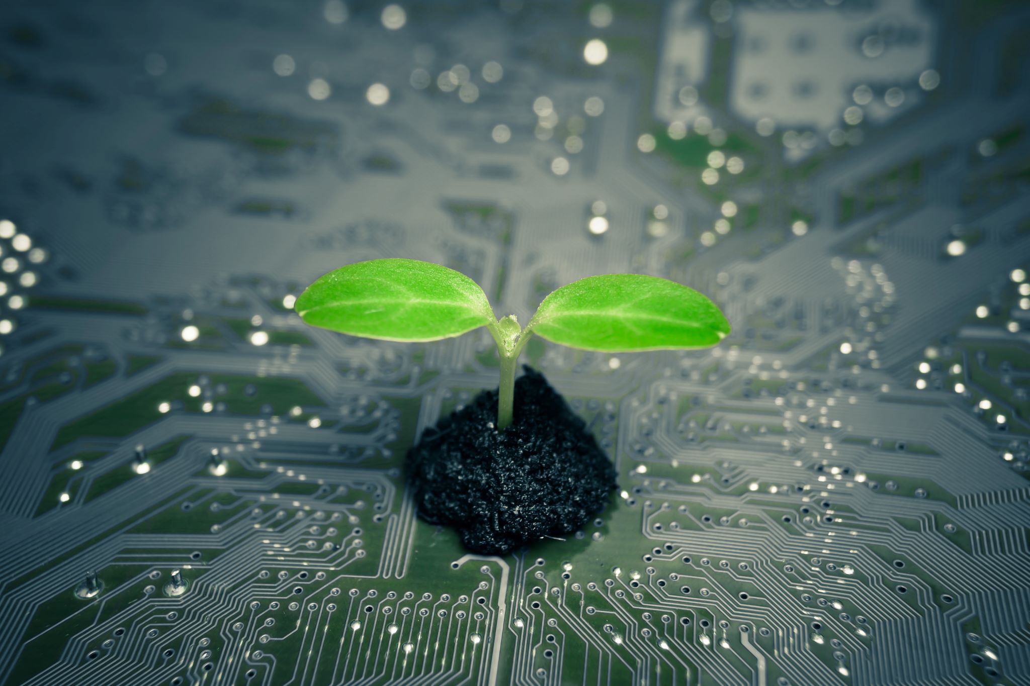 A plaint sprouting in a small pile of dirt, on top of a printed circuit board.